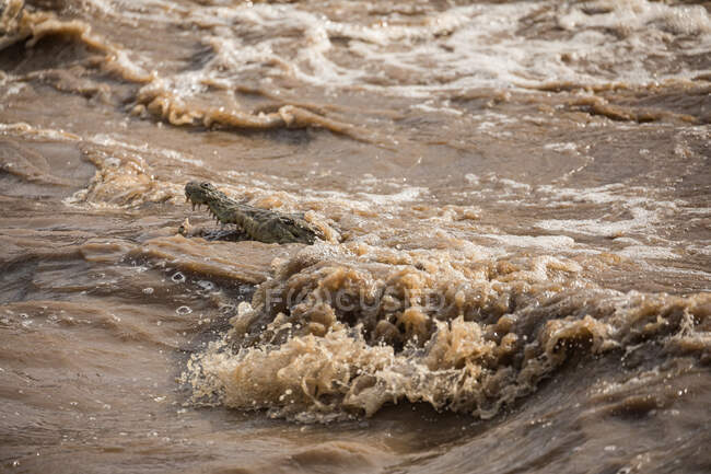 Бічний вид на дикий алігатор з відкритим ротом і гострі зуби, що ховаються в брудній воді швидкого річкового водоспаду — стокове фото