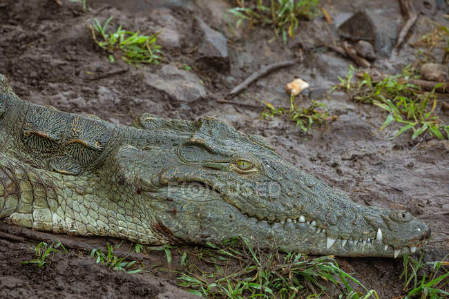 Vista lateral de cocodrilo salvaje con la boca abierta y dientes afilados escondidos en lodo sucio en Awash Falls Lodge - foto de stock