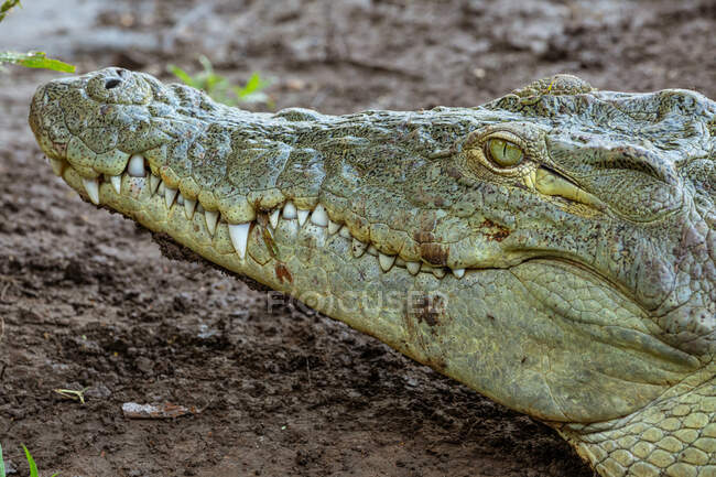 Seitenansicht eines wilden Alligators mit geöffnetem Maul und scharfen Zähnen, der sich in der Awash Falls Lodge im dreckigen Schlamm versteckt — Stockfoto