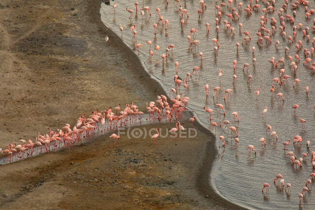 Luftaufnahme von rosa Flamingos, die in Ufernähe stehen und Wasser aus dem See trinken — Stockfoto