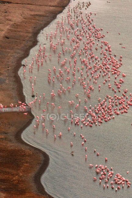 Aerial view of pink flamingos standing near shore and drinking water from lake — Stock Photo