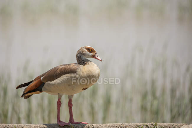 Vista lateral do ganso com plumagem colorida andando perto do lago no dia ensolarado — Fotografia de Stock