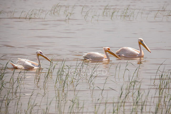 Manada de pelícanos flotando en el agua ondulada del lago limpio durante el día de verano - foto de stock