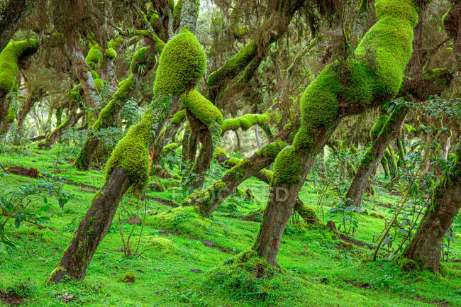 Picturesque landscape of forest with curved tree trunks covered with green moss — Stock Photo