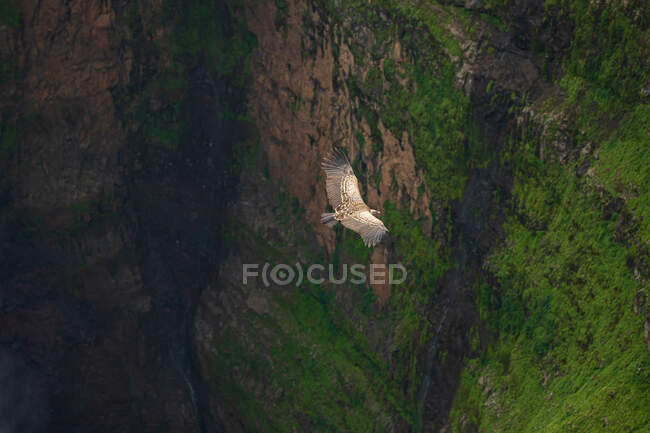 Сверху впечатляющие пейзажи дикого стервятника, парящего над скалистой скалой и водопадом — стоковое фото