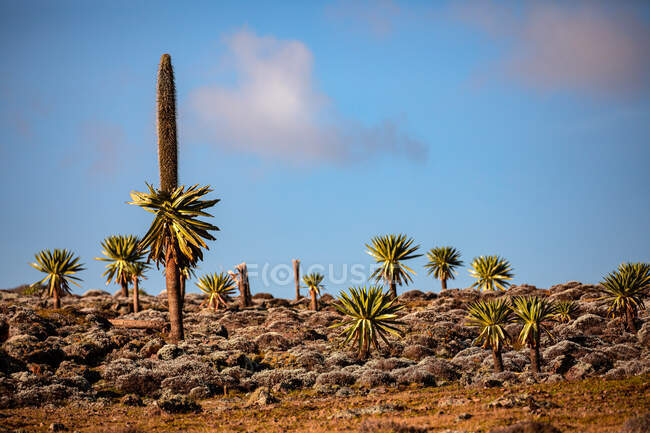 Велетенські лобелії з буйною рослинністю ростуть на скелястій місцевості на тлі бурхливого неба в Африці. — стокове фото