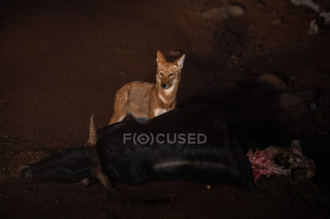 Simien chacal de pé perto de touro morto em solo arenoso na pradaria durante a noite escura — Fotografia de Stock