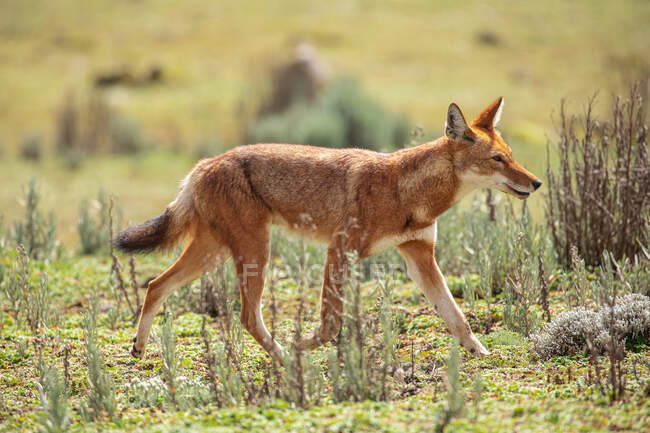 Vista lateral del chacal salvaje de Simien con piel roja caminando a lo largo de la sabana con hierba verde - foto de stock
