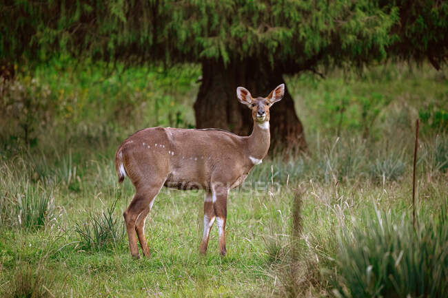 Antilope sauvage broutant dans un pré de bois luxuriant et regardant la caméra dans la montagne Nyala, en Éthiopie — Photo de stock