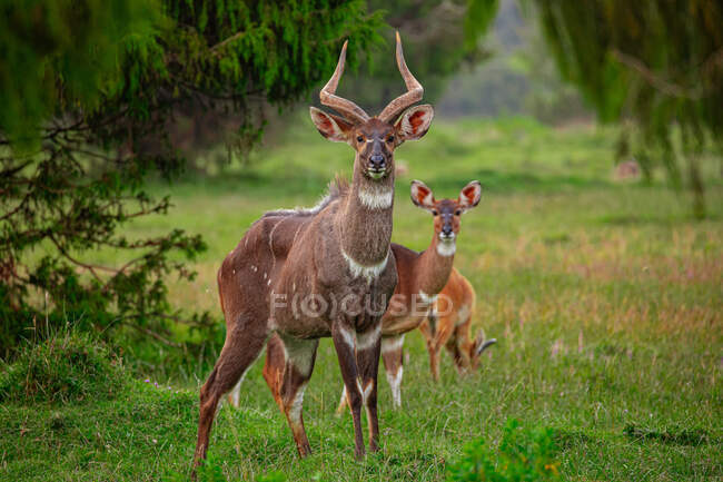 Troupeau d'antilopes sauvages broutant dans le pré de bois luxuriant et regardant la caméra — Photo de stock