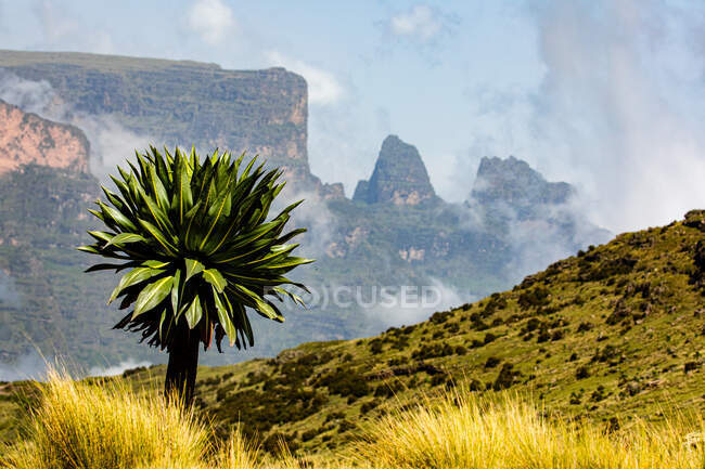 Spectacular landscape of green tree growing on hill on background of rough mountains in Africa — Stock Photo