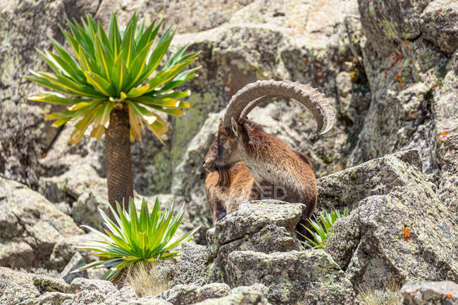 Side view of wild ibex with large horns pasturing in rough rocky terrain in Ethiopia — Stock Photo