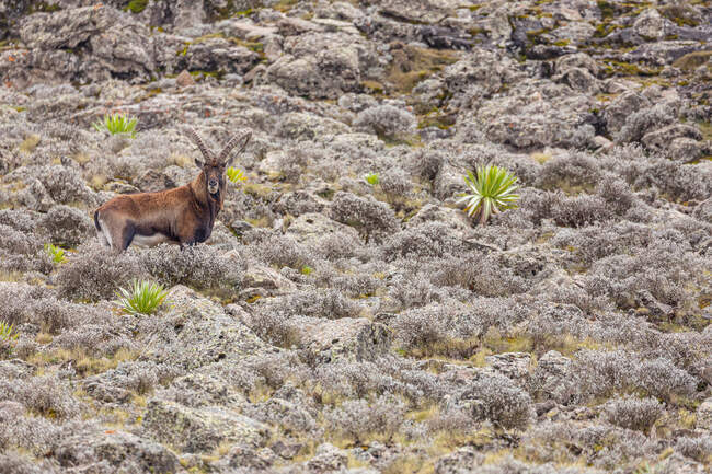 Вид на дикую косулю с большими рогами, пасущимися на пересеченной скалистой местности в Эфиопии — стоковое фото