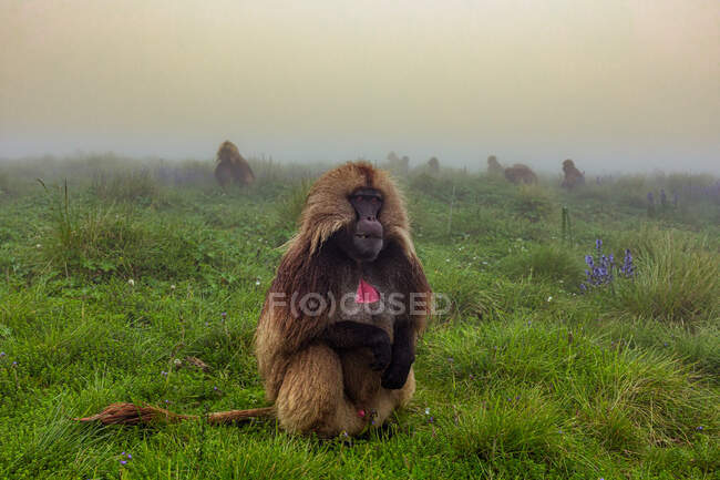 Gelada baboon sitting on lush meadow and eating grass in foggy day in Ethiopia, Africa — Stock Photo