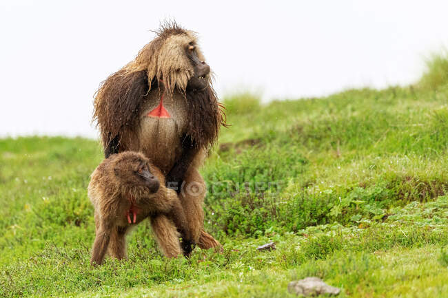 Male and female baboons copulating on wet meadow during overcast day in Africa — Stock Photo