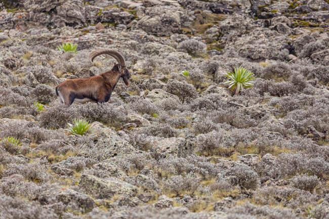 Vista lateral do ibex selvagem com chifres grandes pastando em terreno rochoso áspero na Etiópia — Fotografia de Stock