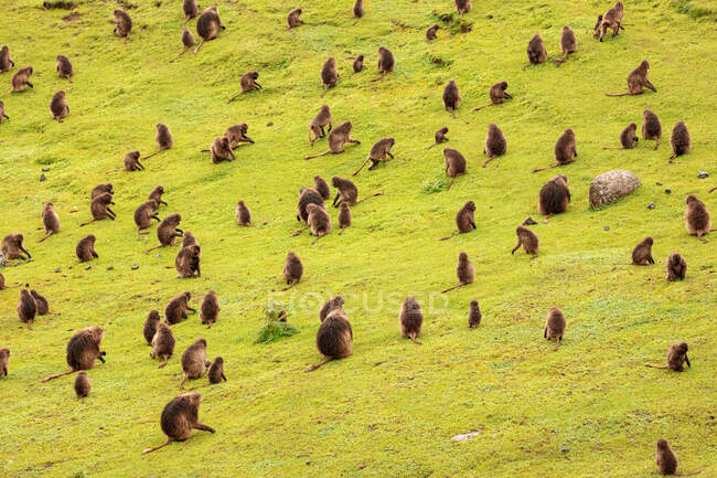 Dall'alto di gruppo di babbuini gelada seduti su un prato lussureggiante e mangiare erba in Africa — Foto stock