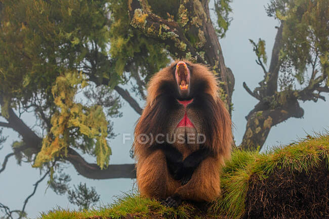 Desde abajo de babuino sentado en la hierba en día nublado en madera y bostezando con la boca abierta - foto de stock