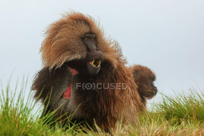 Gelada babuíno sentado no prado exuberante e comer grama na Etiópia, África — Fotografia de Stock