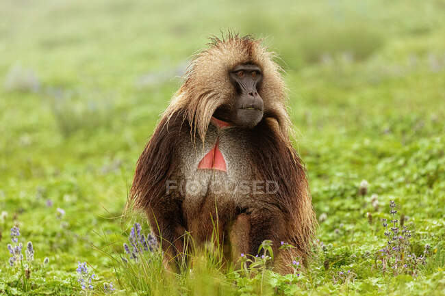 Гелада бабуин сидит на пышном лугу и ест траву в Эфиопии, Африка — стоковое фото