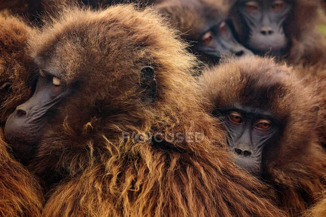 Bozales esponjosos de grupo denso de babuinos de gelada apiñados en hábitat natural en Etiopía, África - foto de stock