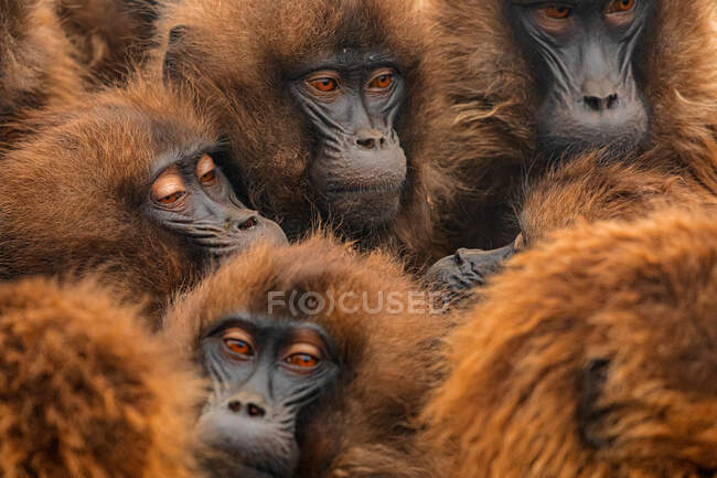 Fluffy muzzles of dense group of gelada baboons crowding in natural habitat in Ethiopia, Africa — Stock Photo