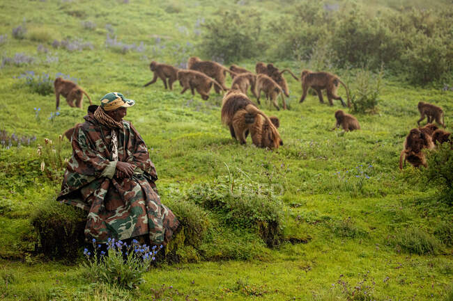 Hombre africano en ropa de camuflaje sentado en piedra cubierta de hierba y grupo de observación de babuinos de gelada pastando en el prado en África - foto de stock