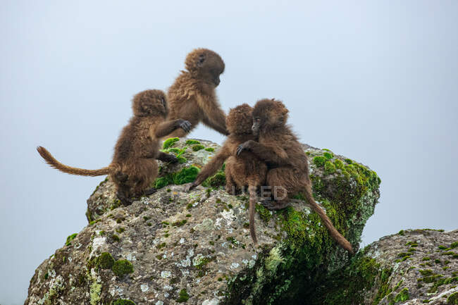 Grupo de bebés babuinos sentados en una roca musgosa y jugando en un día nublado en África - foto de stock
