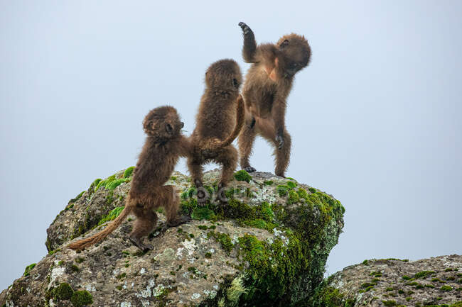 Grupo de babuínos sentados na rocha musgosa e brincando em dia nublado na África — Fotografia de Stock