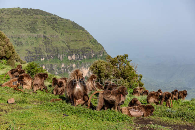 Gruppo di scimmie gelada sedute sul pendio del prato ricoperte di erba verde in Etiopia, Africa — Foto stock