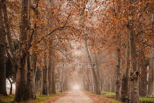 Perspective view of calm foggy alley among aged tall trees with colorful red leaves in Aranjuez — Stock Photo