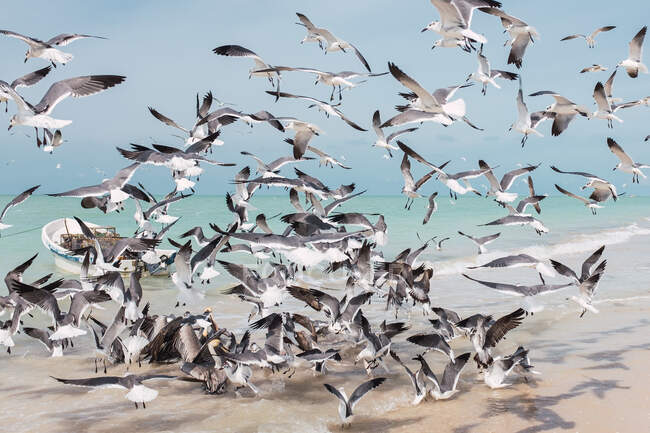 Flying seagulls flock above water of ocean coast in Mexico — Stock Photo