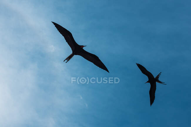 Tiefansicht fliegender Möwen Silhouetten blauer bewölkter Himmel mit heller Sonne — Stockfoto