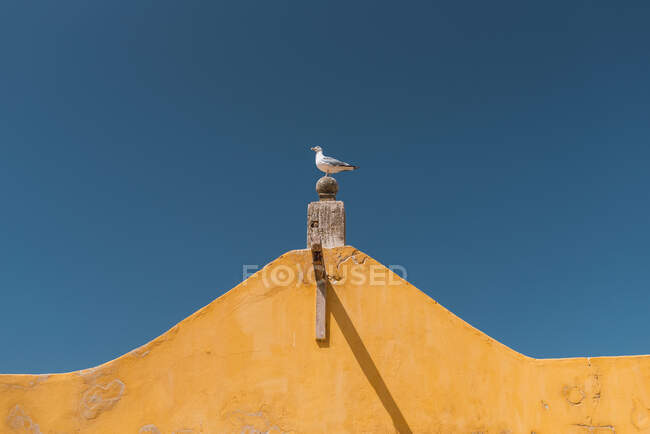 Desde abajo vista lateral de la gaviota con plumaje blanco sentado en el borde de piedra del edificio de mala calidad en el fondo del cielo azul sin nubes en el día soleado en Lisboa - foto de stock