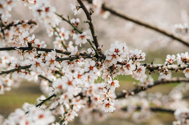 Fioritura ciliegi che crescono su terreni collinari in primavera nella campagna spagnola — Foto stock