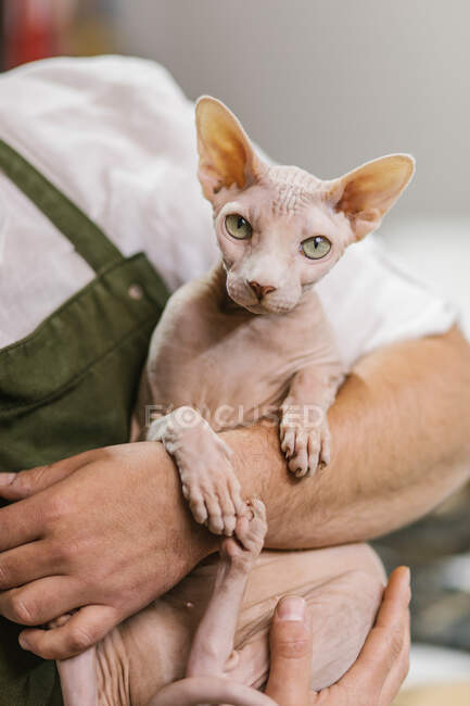 Artisanat méconnaissable en chemise blanche et tablier vert tout en portant le chat calme Sphynx sur les mains dans un studio moderne — Photo de stock