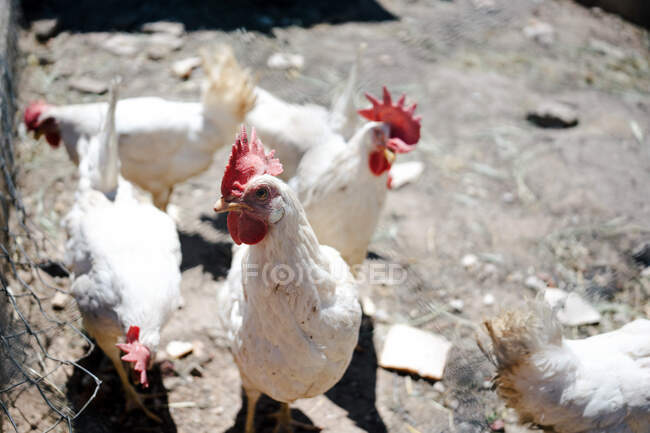 Pocos gallos con plumaje blanco y crestas rojas caminando por el suelo en el paddock de la granja - foto de stock