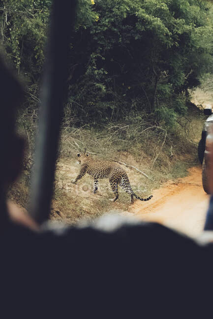 Vista trasera de guepardo salvaje manchado caminando delante del coche en el parque de vida silvestre - foto de stock