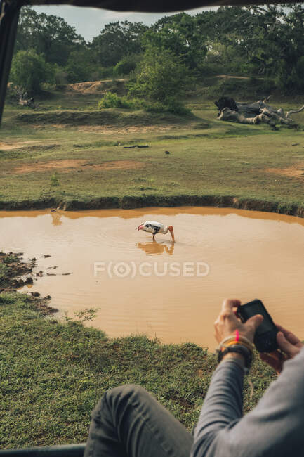 Anonymer männlicher Reisender fotografiert Gelbschnabelstorch, der in schmutzigem See steht und Wasser trinkt — Stockfoto