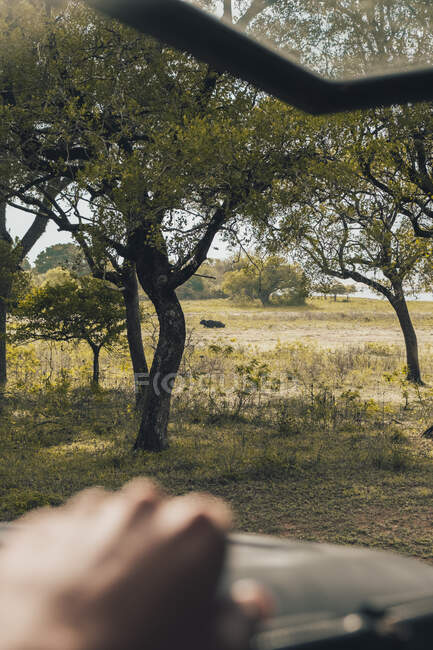 Viajante da colheita no carro admirando a vista pitoresca do parque da vida selvagem com animal no gramado verde — Fotografia de Stock