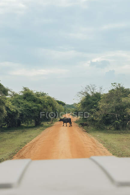 Дикі буйволи мису перетинають брудну дорогу, яку бачать з машини. — стокове фото