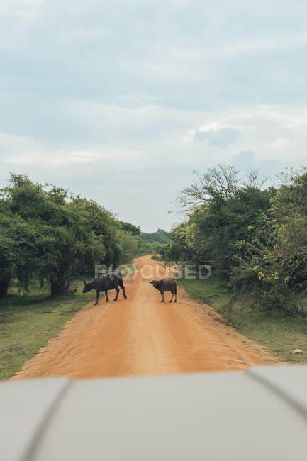 Дикі буйволи мису перетинають брудну дорогу, яку бачать з машини. — стокове фото