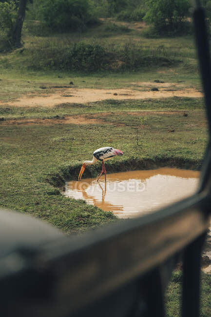Желтоклювый аист стоит в грязном озере и пьет воду — стоковое фото
