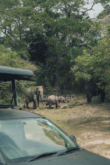 Bebé y elefantes adultos caminando por el césped verde cerca de los árboles en el parque de vida silvestre - foto de stock