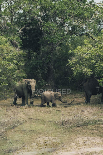 Bebê e elefantes adultos caminhando ao longo do gramado verde perto de árvores no parque da vida selvagem — Fotografia de Stock
