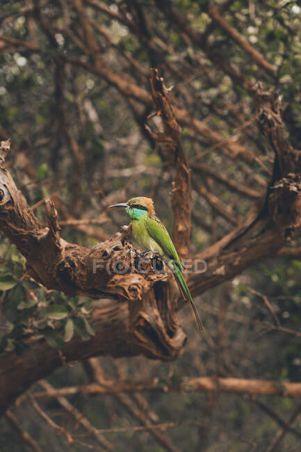 Vista laterale del mangiatore di api con piumaggio colorato seduto sul ramo dell'albero nel parco safari — Foto stock
