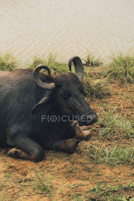 Кейп-буйвол отдыхает у грязной воды озера в парке дикой природы в пасмурный день — стоковое фото