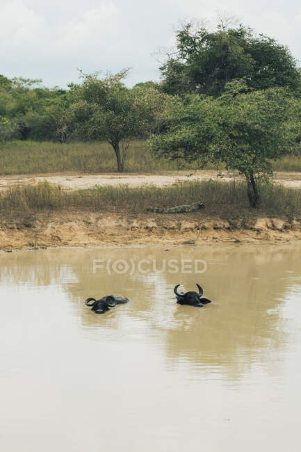 Bufali del Capo rilassanti nell'acqua sporca del lago nel parco faunistico nelle giornate nuvolose — Foto stock