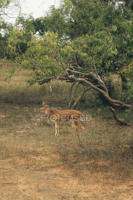 Вид збоку обробки оленів на газоні парку сафарі вдень — стокове фото