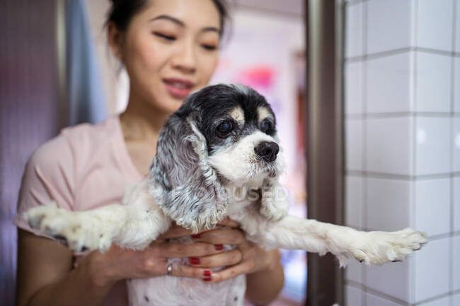 Young Asian female owner holding cute Cocker Spaniel puppy dog with scared eyes while standing in bathroom before bath procedure — Stock Photo